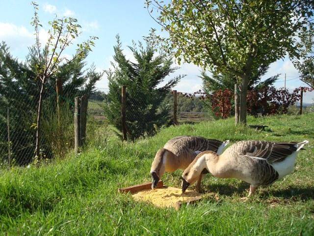 Maison d'hôtes Al Giardino Degli Etruschi à Chiusi Extérieur photo